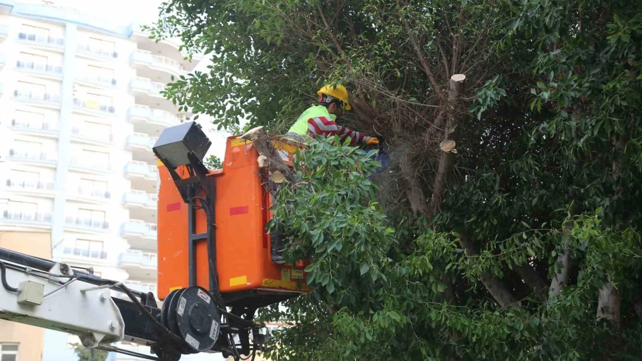 Mersin Erdemli’de budanan dallar odun oluyor vatandaşların evleri ısınıyor
