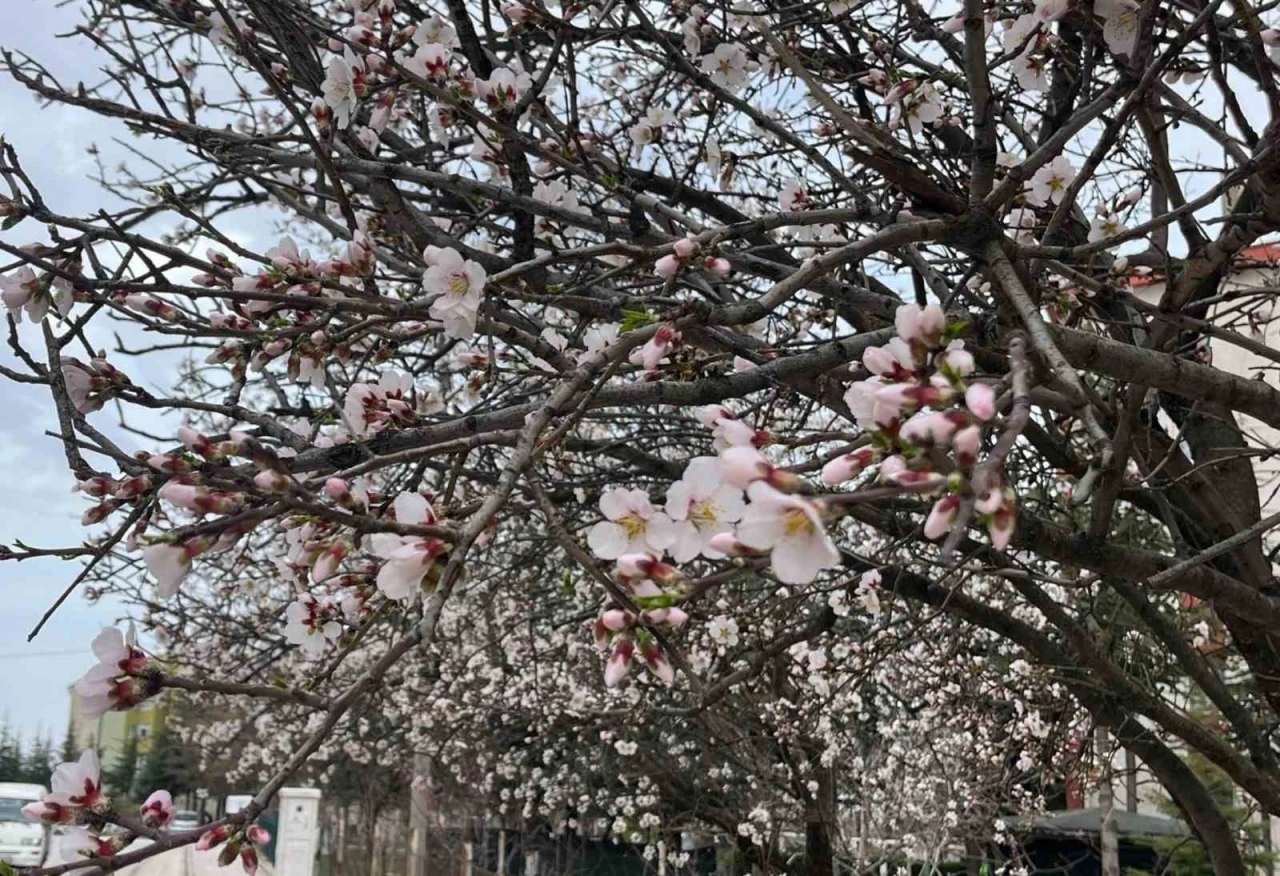 Meyve ağaçlarının çiçek açması görsel şölen oluşturdu
