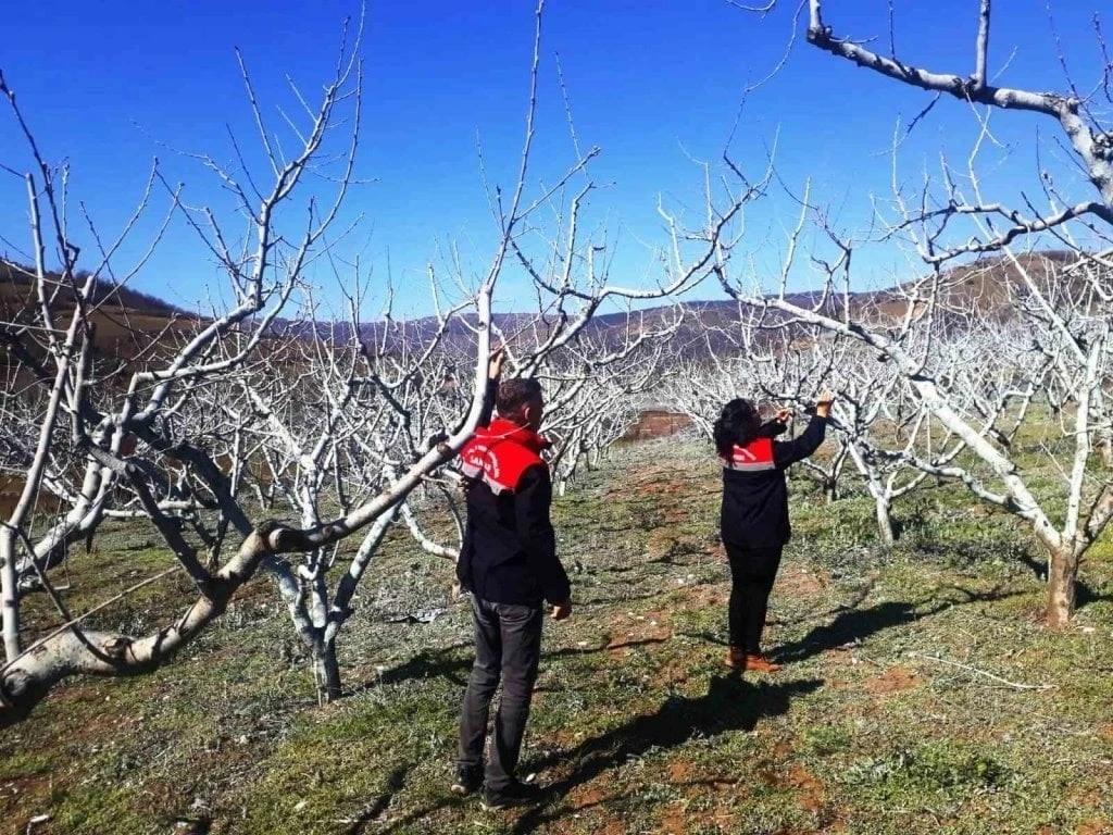 Meyve bahçelerinde bahar hazırlıkları başladı
