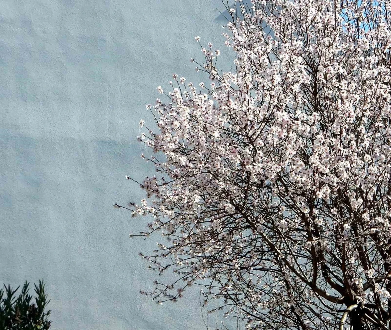 MUĞLA'DA BAHAR HAVASI 