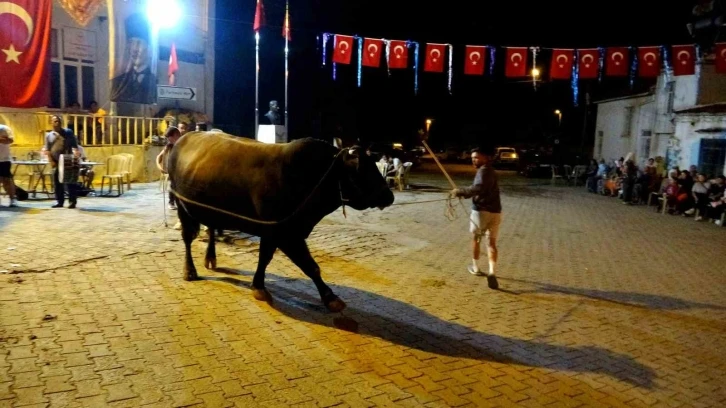 BOĞALAR DAVUL ZURNA EŞLİĞİNDE GÖRÜCÜYE ÇIKTI