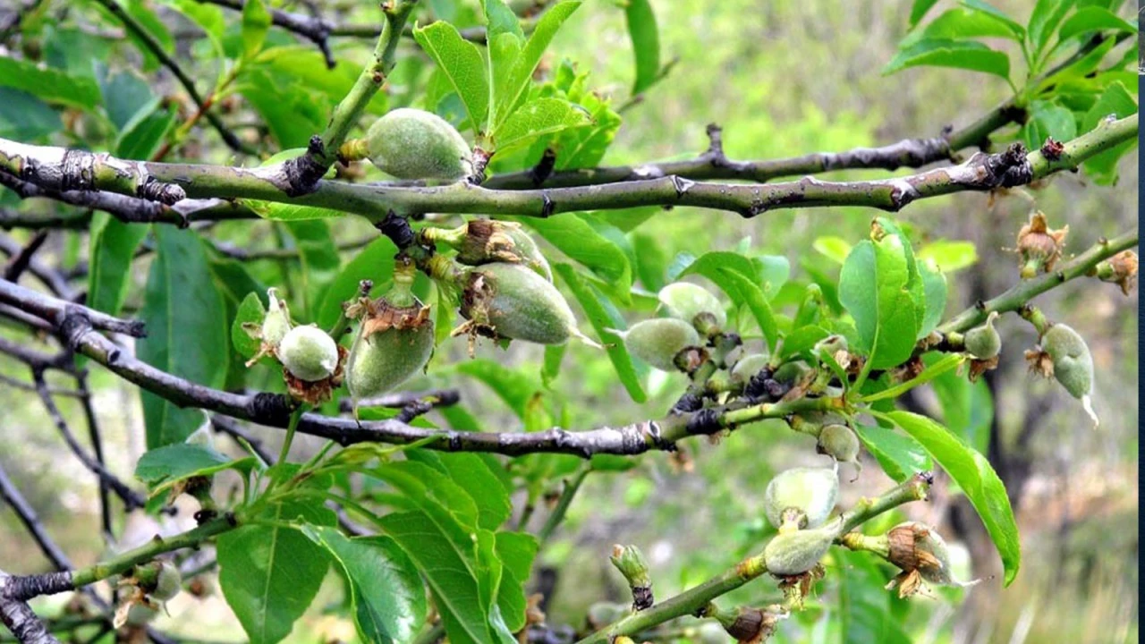 MUĞLA'DA ERKEN ÇİÇEK AÇAN BADEMLERDE DON KORKUSU