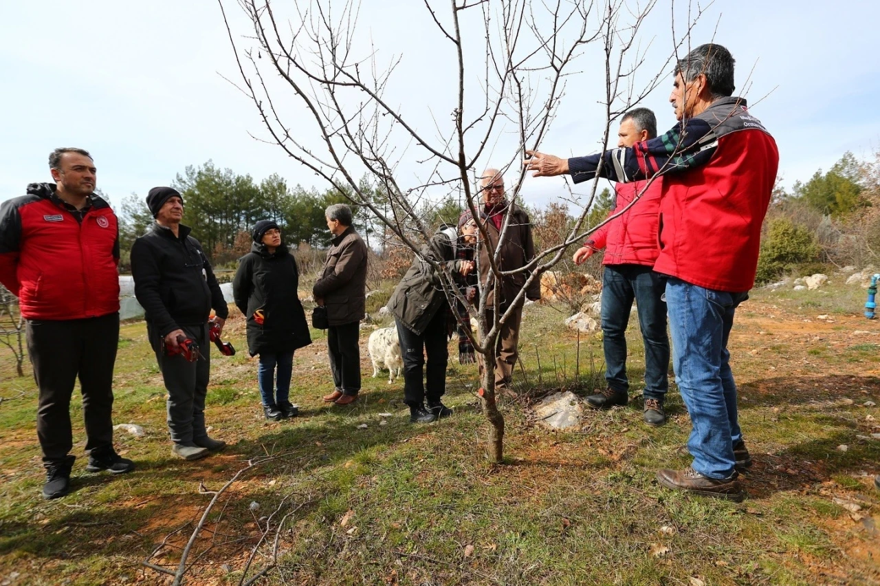 Muğla’da üreticilere meyve ağaçlarında budama eğitimi verildi
