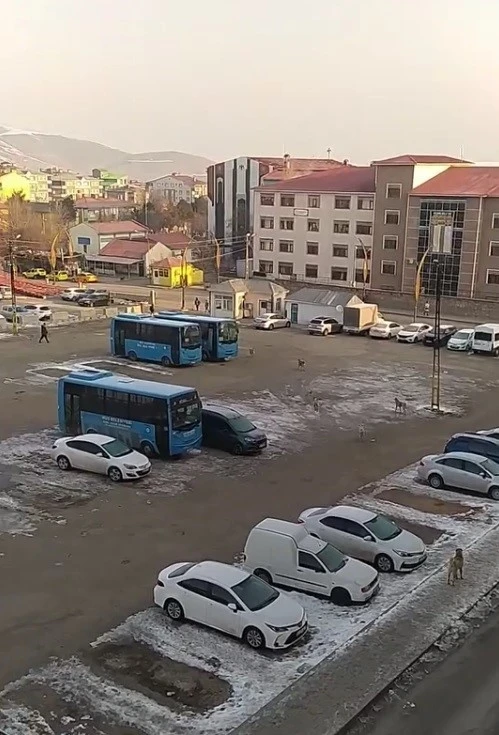 Muş’ta başıboş köpeklerden kaçan öğrenci yere kapaklandı
