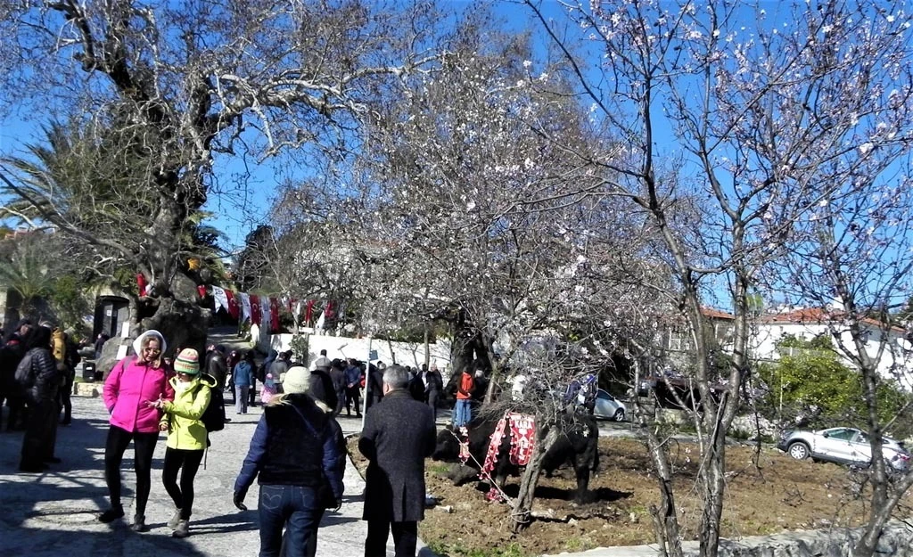 DATÇA BADEM ÇİÇEĞİ FESTİVALİ COŞKULU BAŞLADI