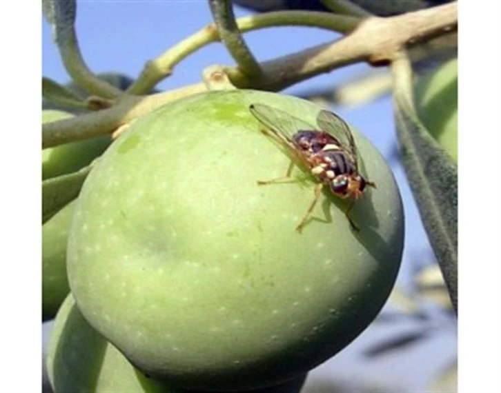 NAR VE ZEYTİN ÜRETİCİLERİNE UYARI