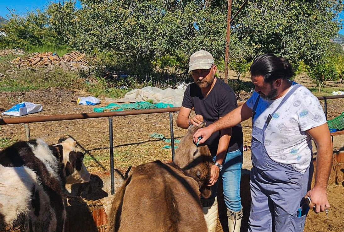  HAYVAN SAĞLIĞI ÇALIŞMALARI HIZLA DEVAM EDİYOR