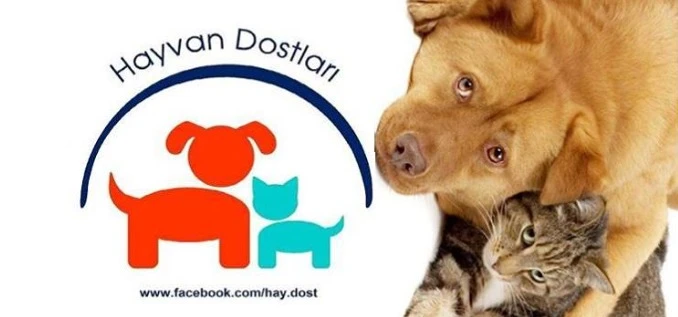 KAZALAR, BOĞULMA İLE AŞIRI SICAK,  KÖPEKLERDEN DAHA FAZLA ÖLDÜRÜYOR