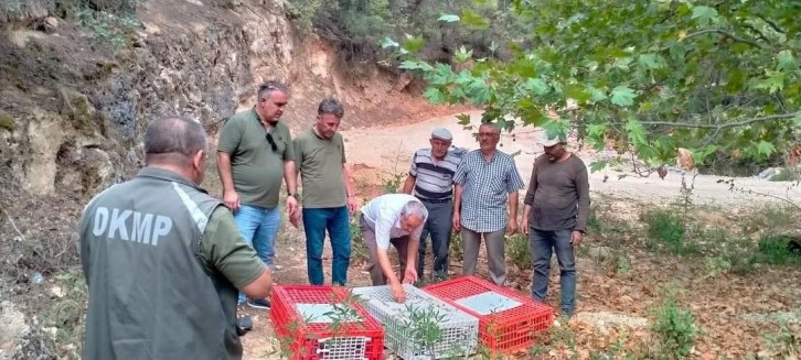 KEKLİKLER DOĞAYA SALINDI