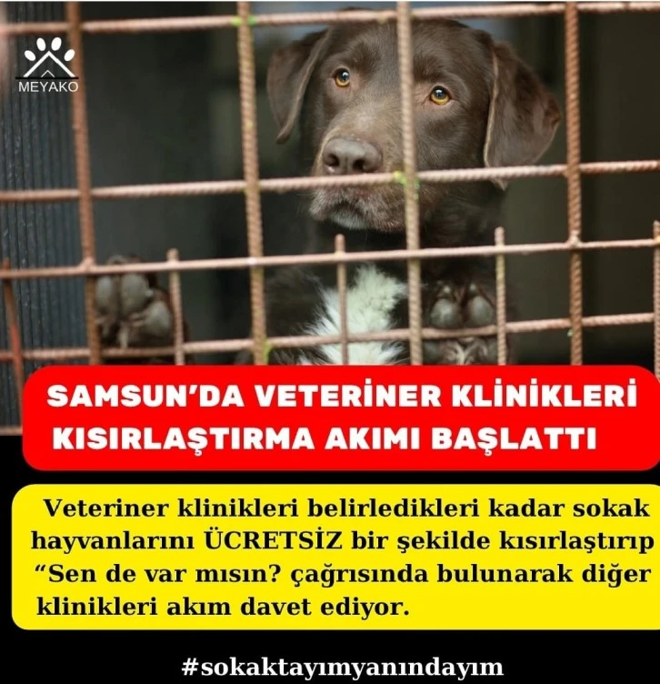 SAMSUN'DA VETERİNER KLİNİKLERİ KISIRLAŞTIRMA AKIMI BAŞLATTI