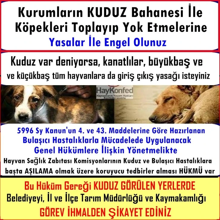 KUDUZ BAHANESİ İLE HAYVANLAR KATLEDİLEMEZ   