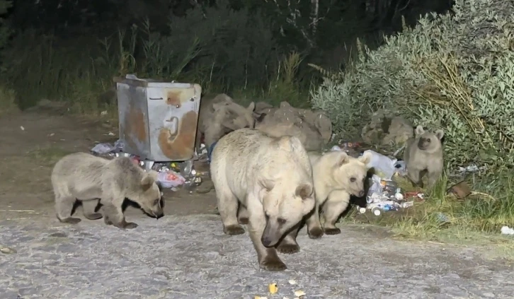 Nemrut’a pikniğe giden vatandaşlar ayı sürprizi ile karşılaşıyor
