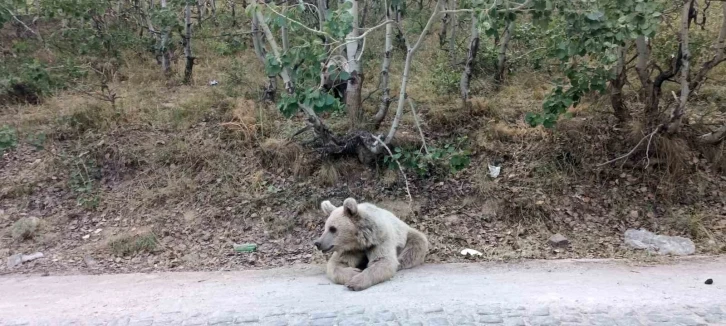 Nemrut’un ayıları vatandaşların ilgi odağı olmaya devam ediyor
