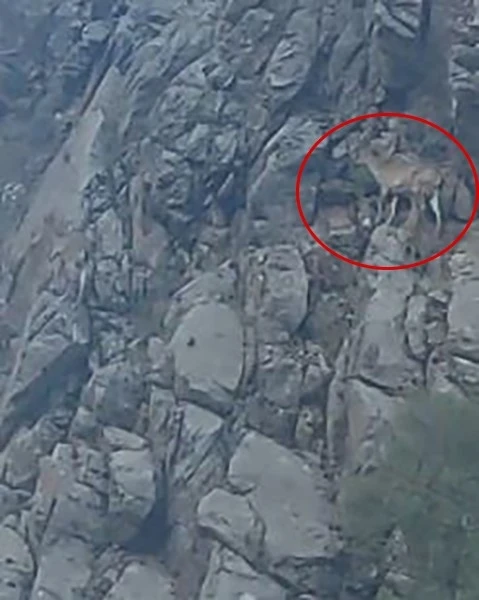Nesli tükenme tehlikesi altındaki tırmanma uzmanı dağ keçileri Elazığ’da görüntülendi
