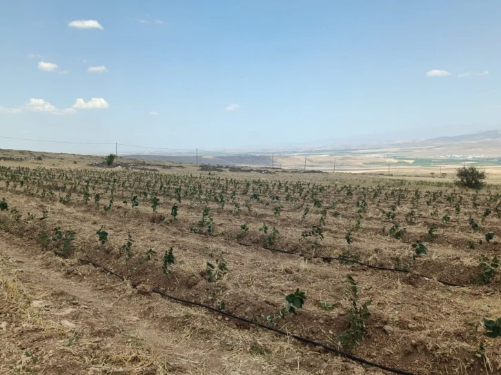 Niğde’de Tıbbi Aromatik Bitki Yetiştiriciliği Demonstrasyon Projesi hayata geçiyor
