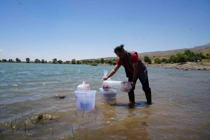 Niğde’deki göletlere 52 bin balık bırakıldı
