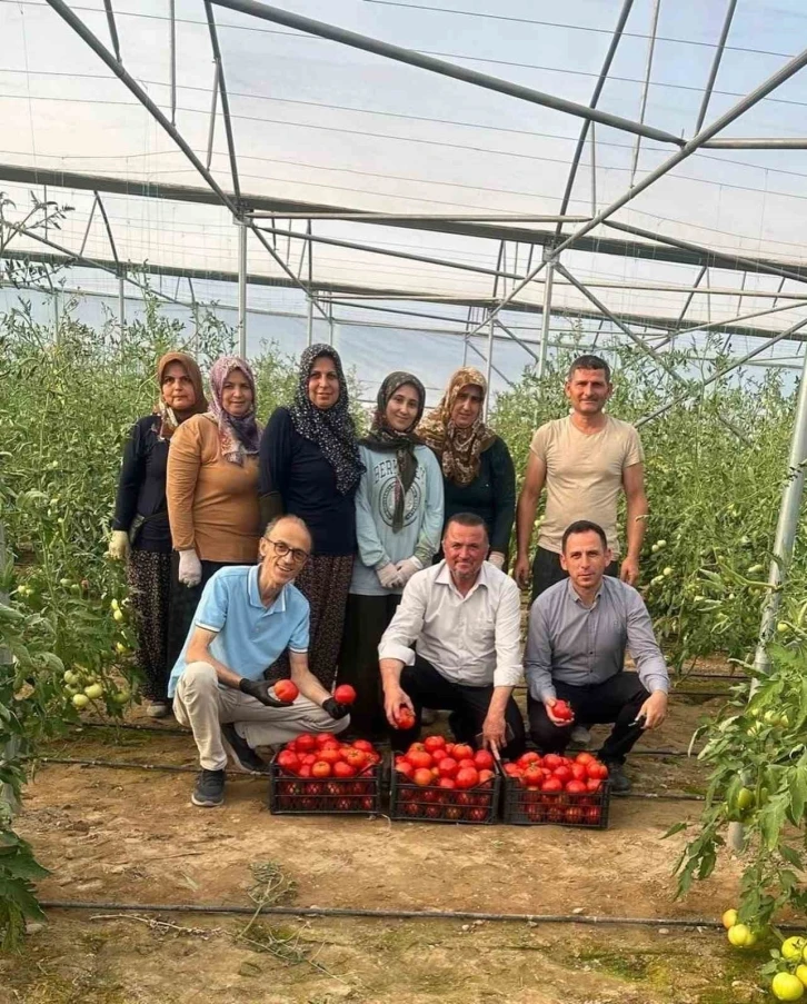 OKA desteğiyle Kargı’da kurulan serada ilk hasat yapıldı
