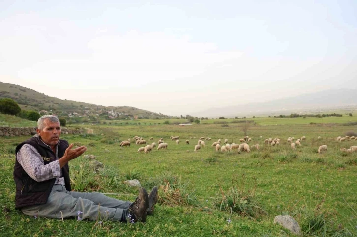 Ömrünü çok sevdiği koyunlarına adadı
