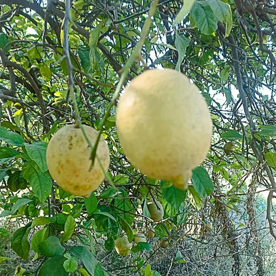 Limon ve Greyfurt Bahçeleri Koruma Altında