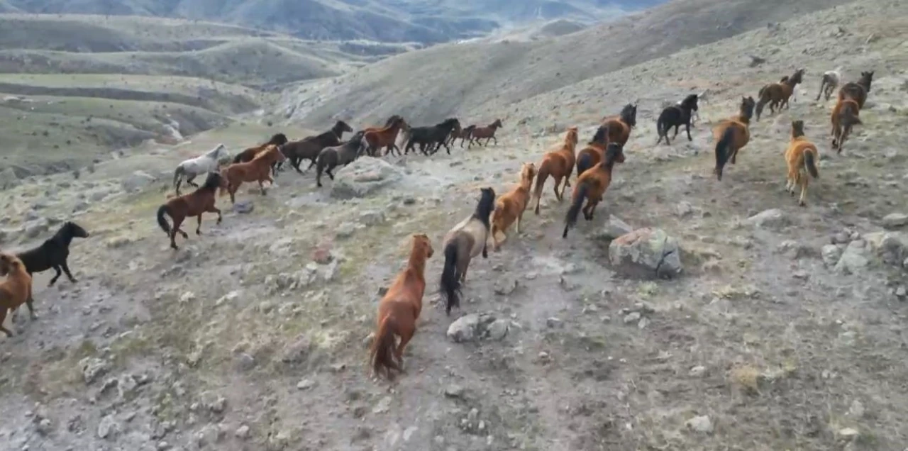 (ÖZEL) Soğuk havada yiyecek arayan yılkı atları köylere kadar indi
