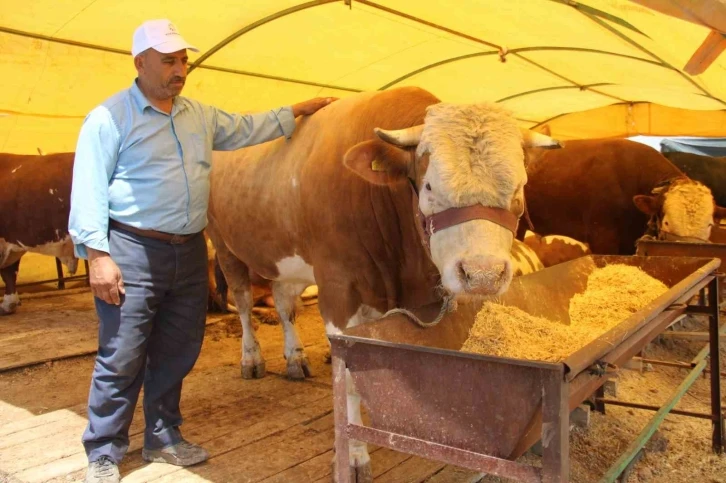 Pazarın şampiyonu alıcısını bekliyor
