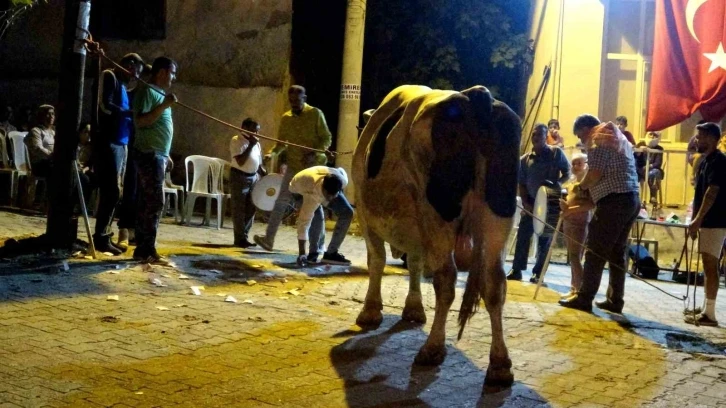 Muğla'da Boğa Güreşlerinde Para Yağmuru!