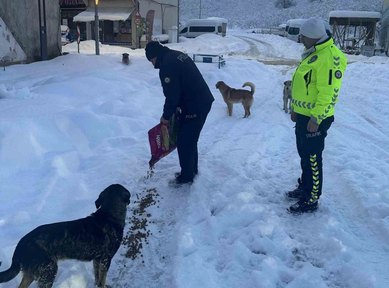 Polis ekipleri sokak hayvanları için seferber oldu
