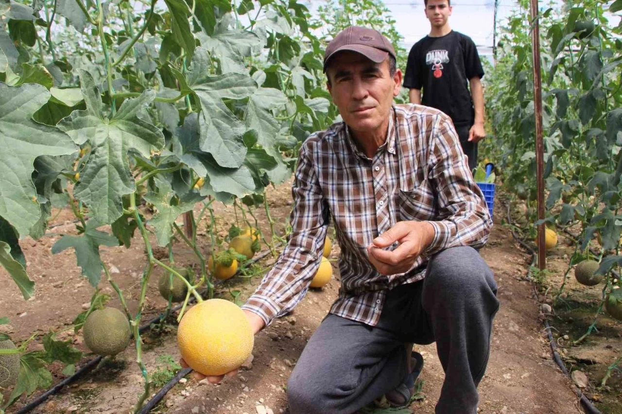 "Bu mevsimde olmaz" dediler, 2 ton hasat yapıp kilosunu 200 TL’den sattı
