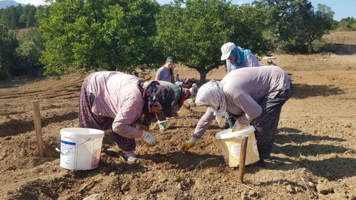 "Dünyanın en pahalı baharatı" toprakla buluşturuldu
