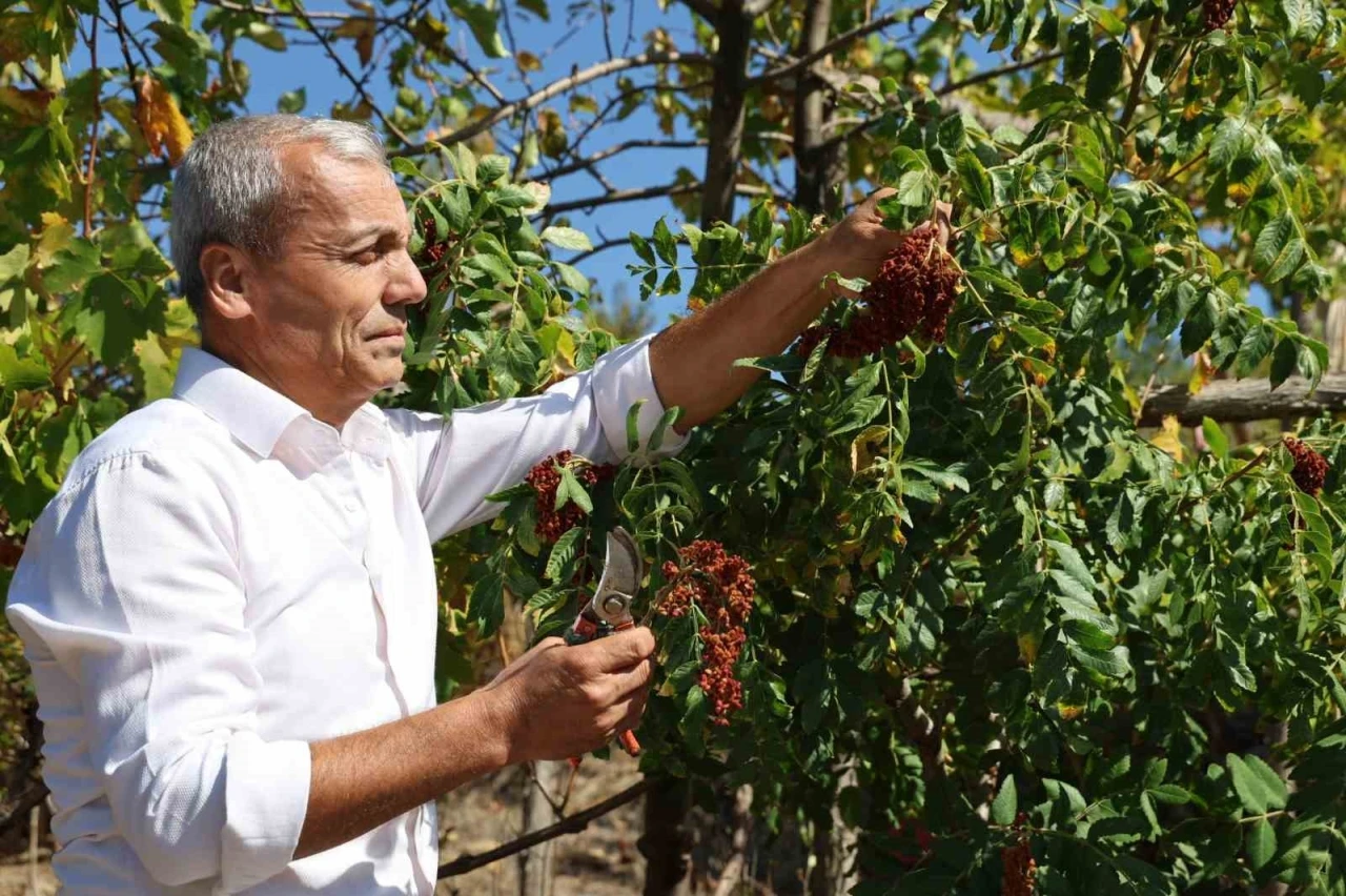 "Sumakçı Dede" bir ilke imza attığı sumakları miras bıraktı
