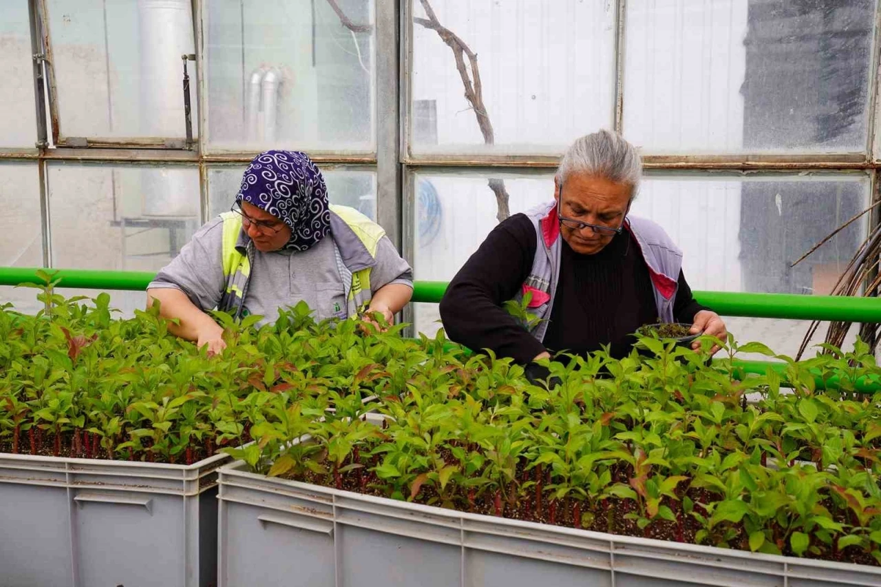 Rengarenk Tepebaşı için çiçeklerin üretimi sürüyor
