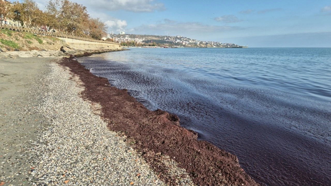 Sahilleri Kızıl Yosunlarla Kaplandı