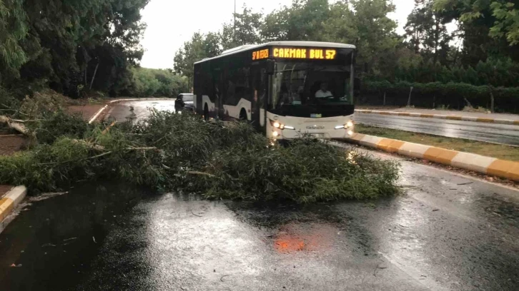 Şanlıurfa’da fırtınada ağaçlar devrildi, yollar göle döndü
