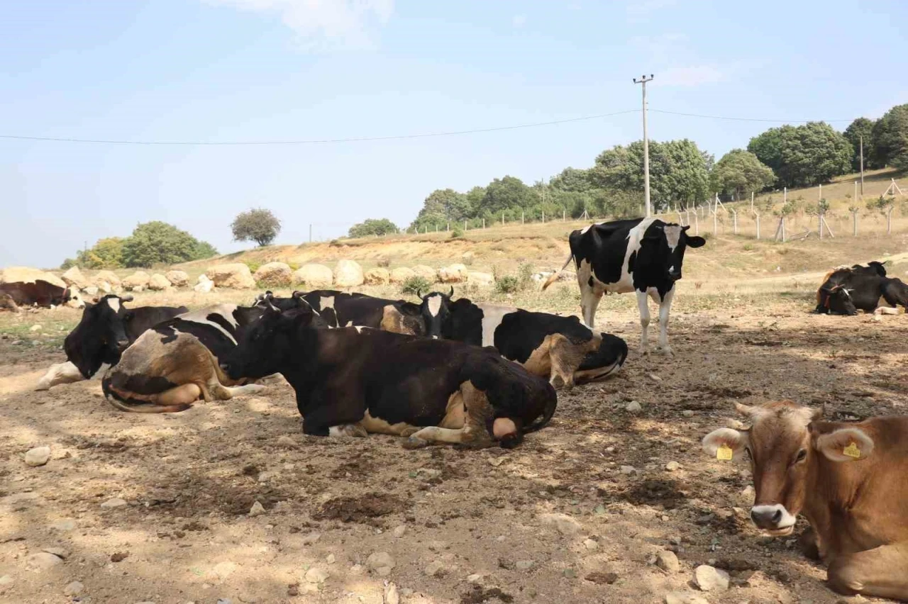 Şap hastalığı yayılmasın diye önlem alındı: 22 köyde tedbiren hayvan giriş ve çıkışı kısıtlandı
