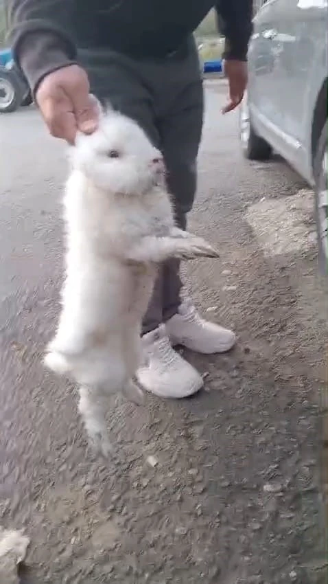 Şapkadan değil, motordan tavşan çıkarttı
