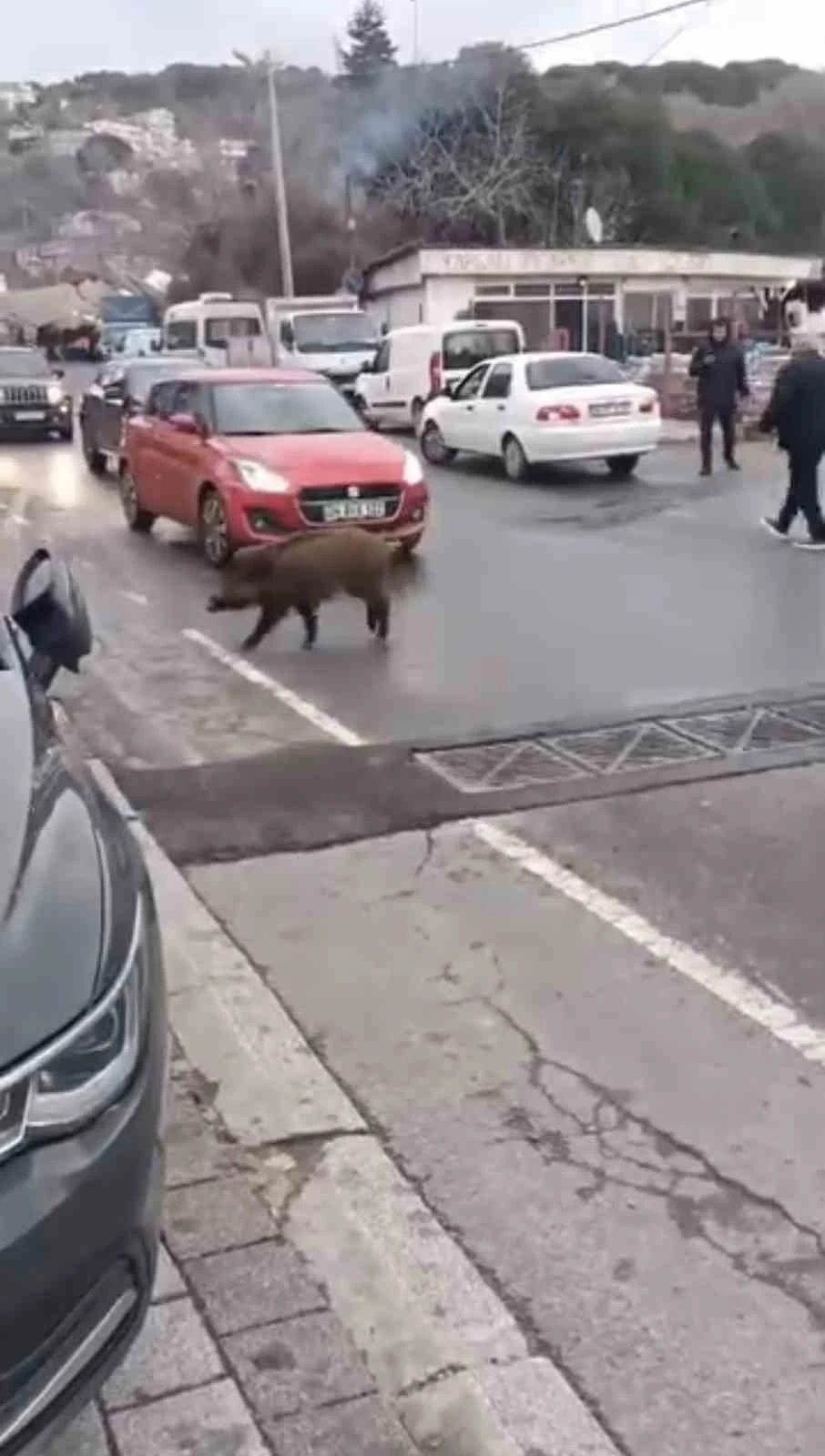 Sarıyer’de şehre inen yaban domuzunun ilginç hareketleri şaşırttı
