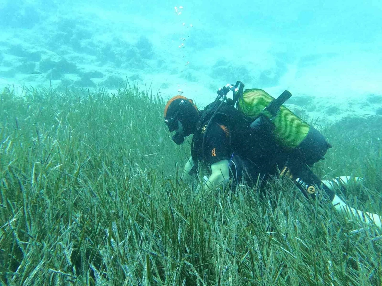 Saros ve Göcek’te deniz çayırları ve mercan habitatlarının korunması çalışmaları devam ediyor
