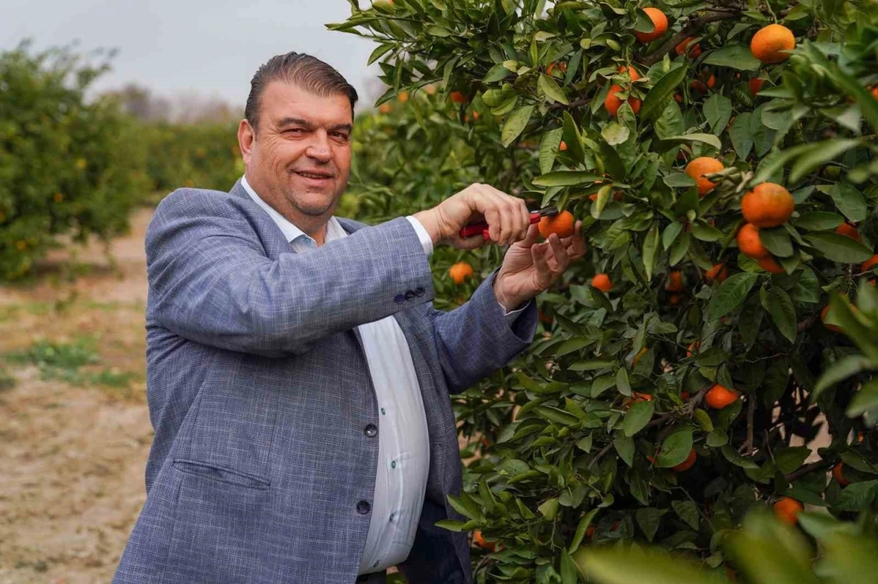 Seferihisar’da Mandalina Şenliği heyacanı
