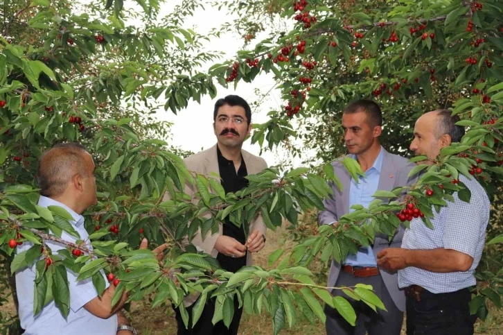 Selendi’de kiraz hasadı devam ediyor
