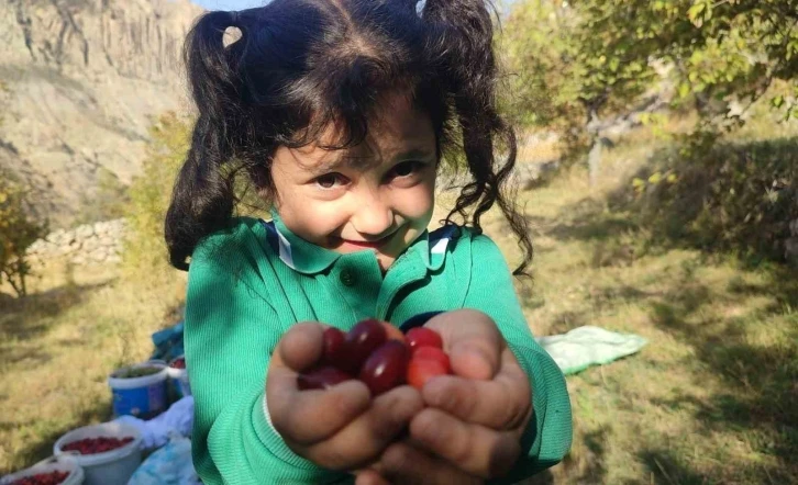 Şerbeti, çayı, meyvesi oluyor! Kalbi koruyor, enfeksiyonu düşürüyor
