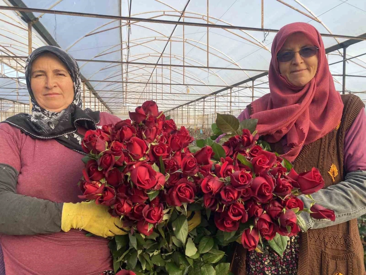 Sevgililer Günü gül üreticisinin yüzünü güldürecek
