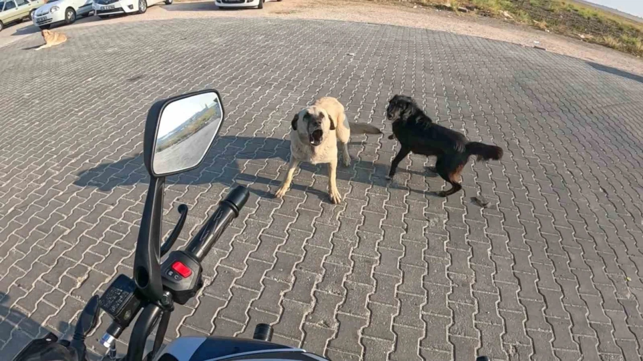 Seyir halindeki motosiklete 3 başıboş köpeğin saldırı anı kask kamerasına yansıdı
