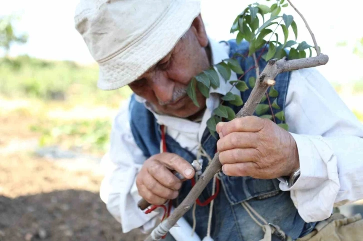 Siirt fıstığında boş meyve sorunu &quot;Erkek Aşı Kalemi Dağıtım Projesi&quot; ile çözüme kavuşuyor
