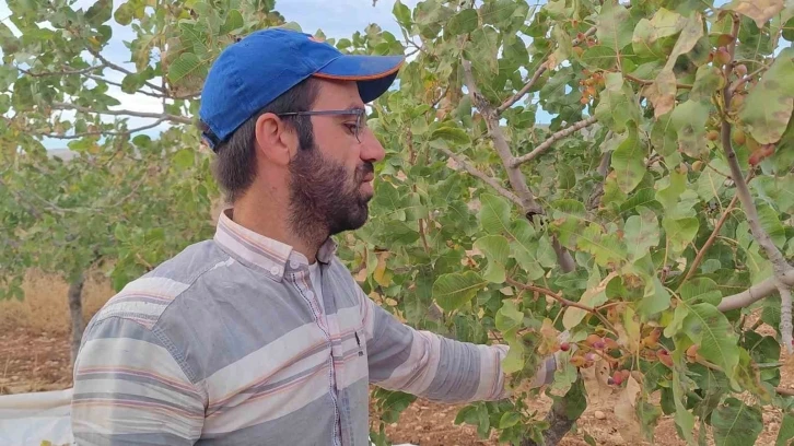 Siirt’te fıstık hasadı: Verim çiftçinin yüzünü güldürdü
