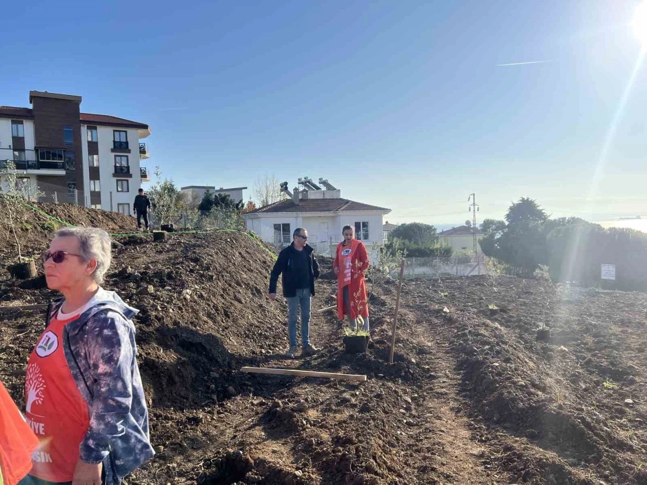 Sinop’ta çevreci Ali Alp anısına 33 zeytin fidanı toprakla buluştu
