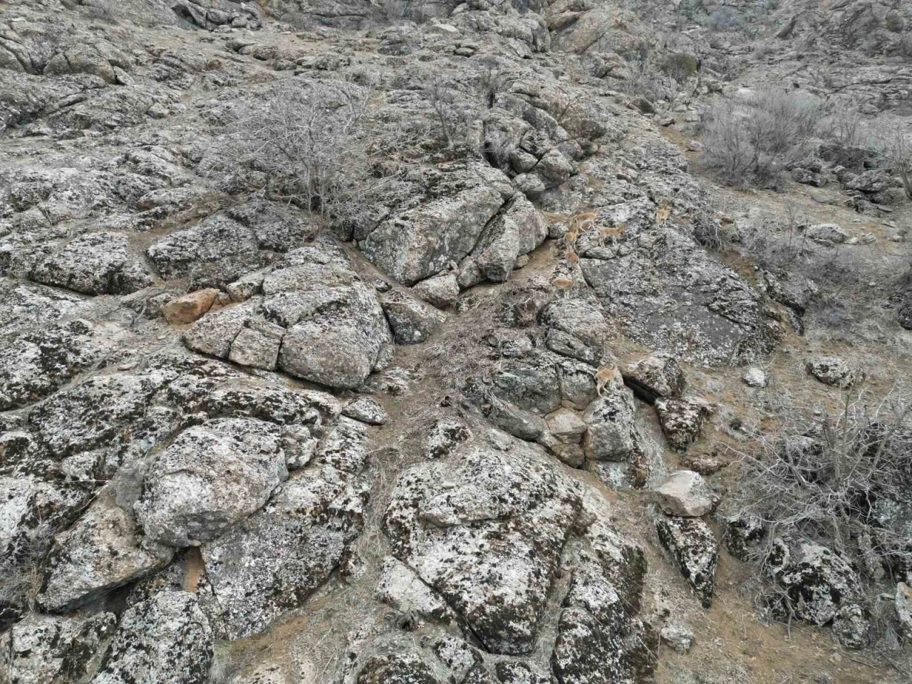 Şırnak’ta dağ keçileri dronla görüntülendi
