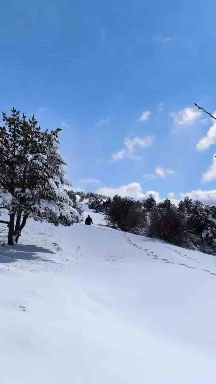 Soğuk kış aylarında Elmadağ esnafı yabani hayvanları unutmadı
