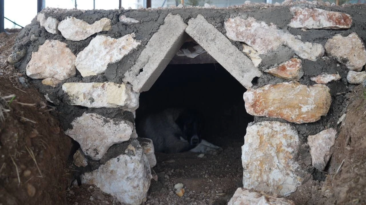 Sokak hayvanlarına doğal yaşam alanı yapıldı
