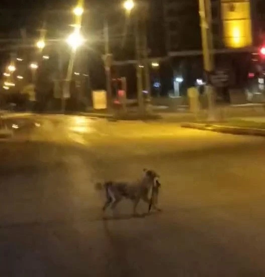 Sokak köpeği parçaladığı kediyi ağzında götürdü
