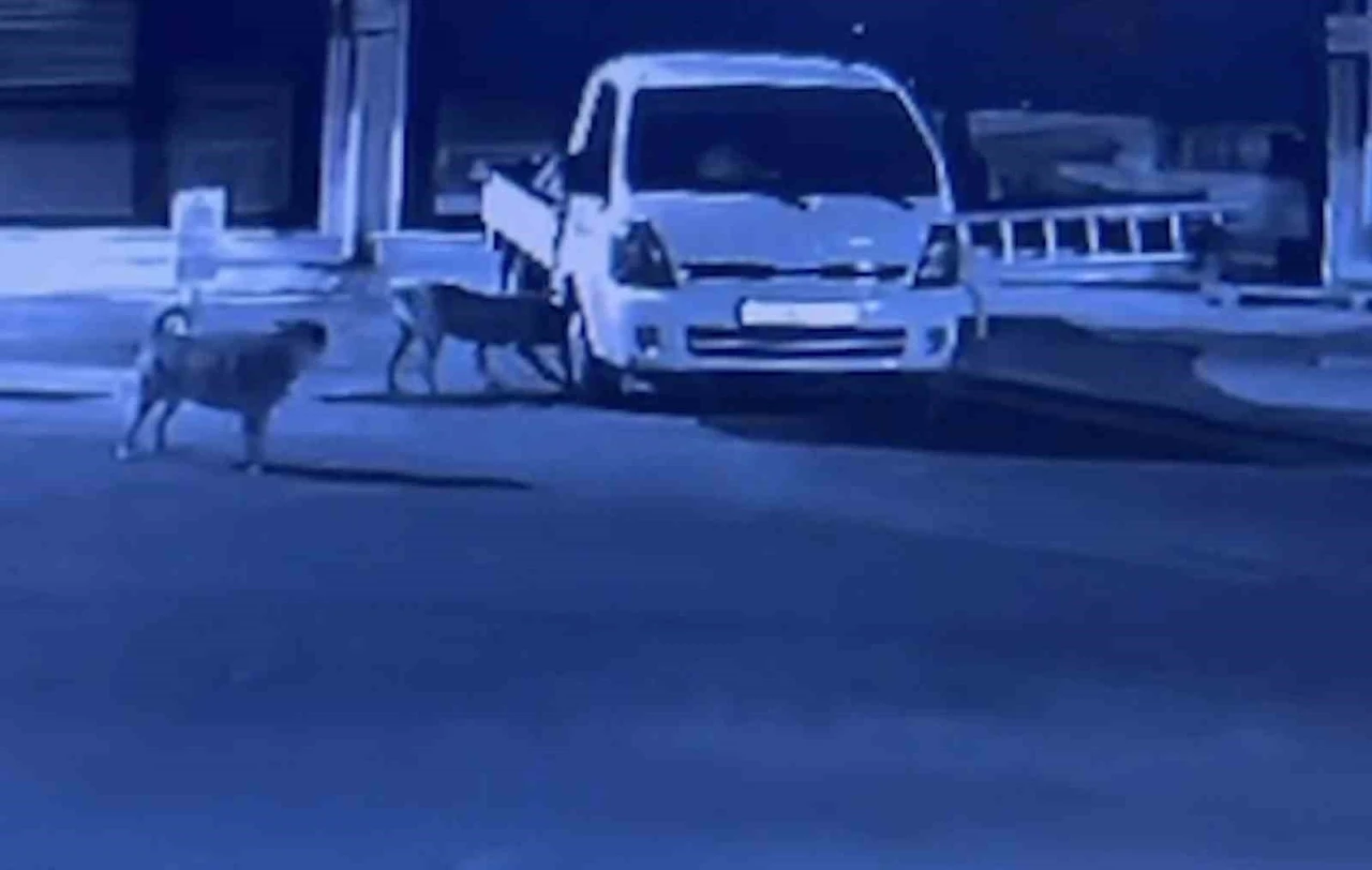 Sokak köpekleri park halindeki kamyoneti parçaladı: O anlar kamerada
